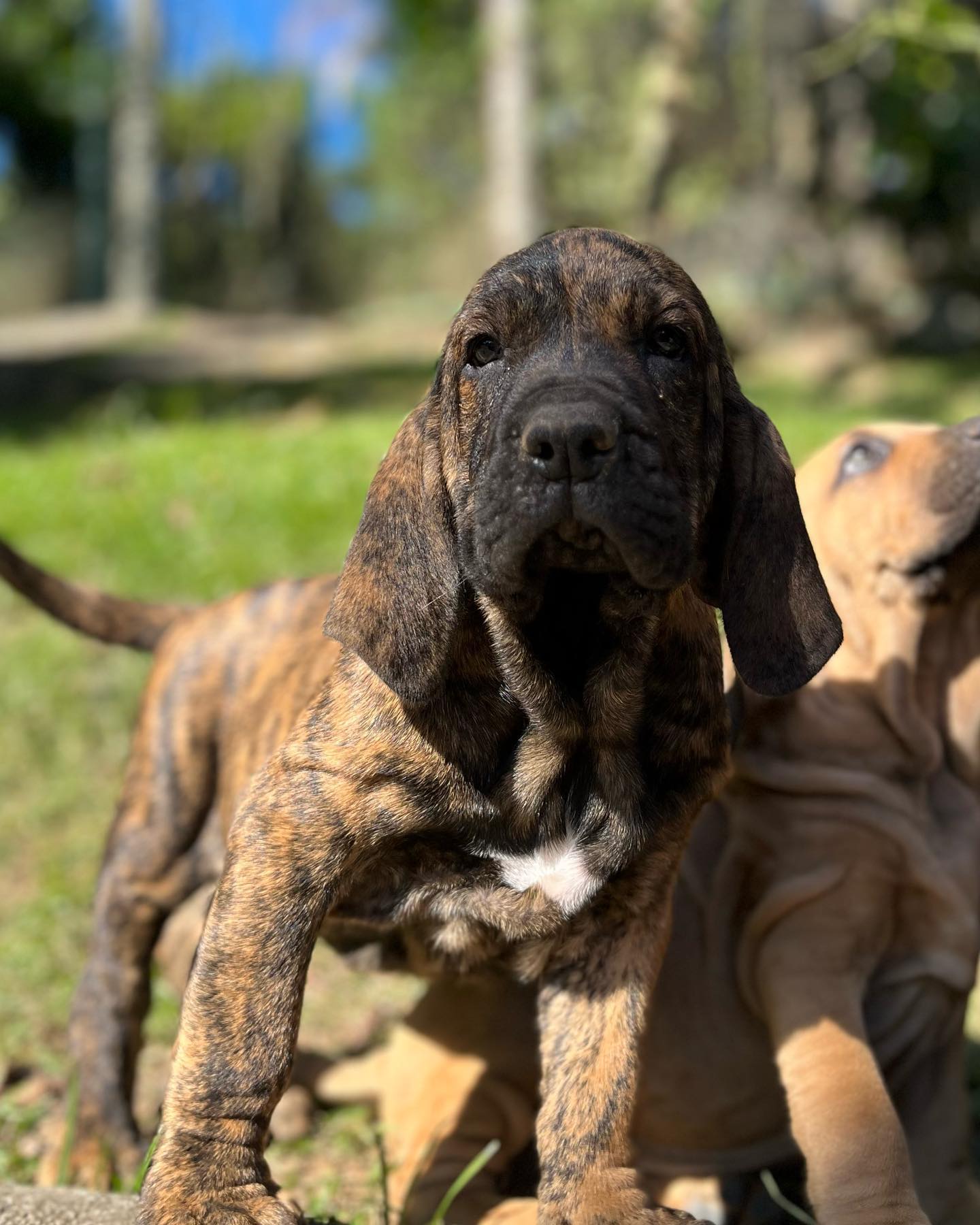 488536200_1224159323048686_8279245025217545755_n