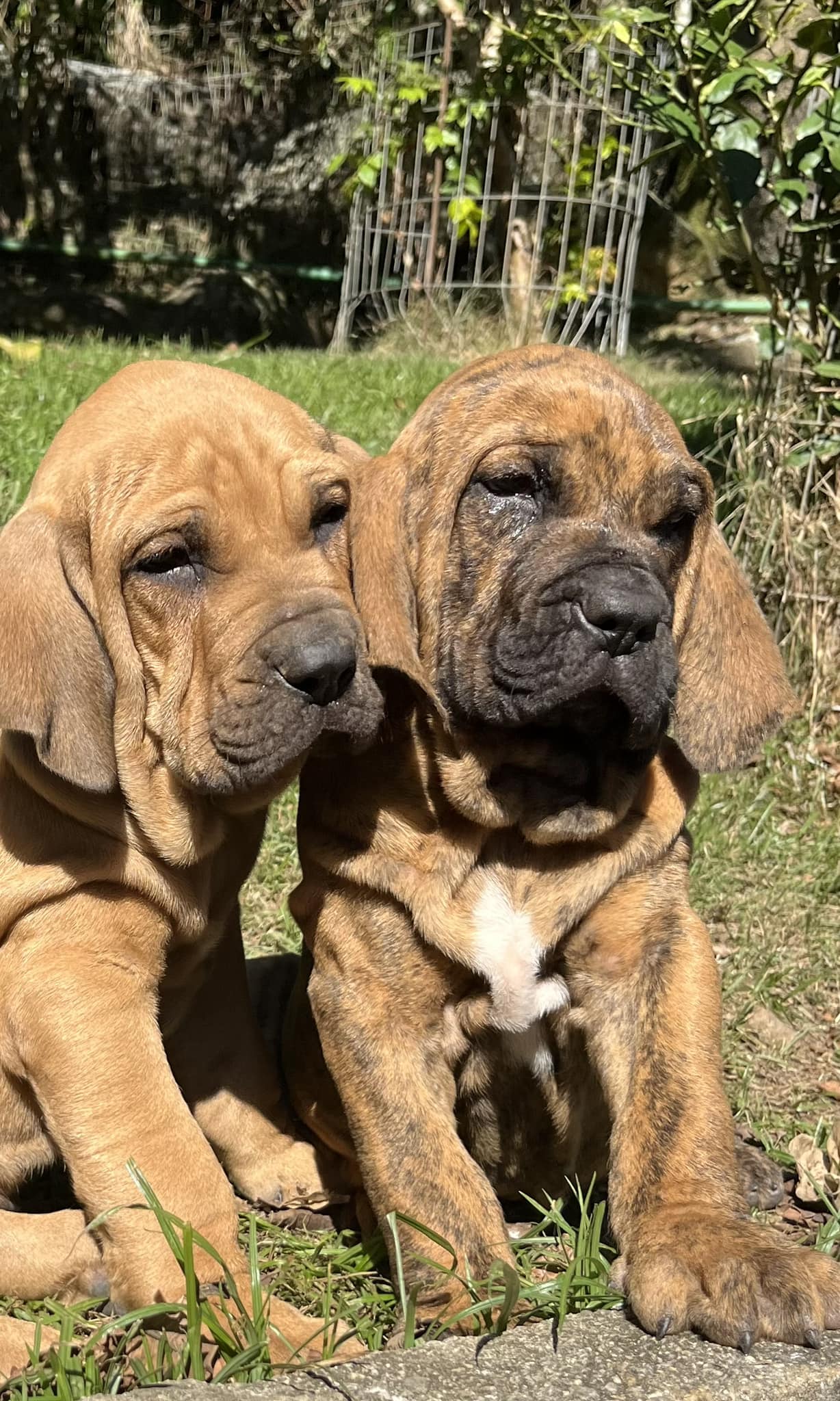 488657296_1224159393048679_5568713340796616298_n